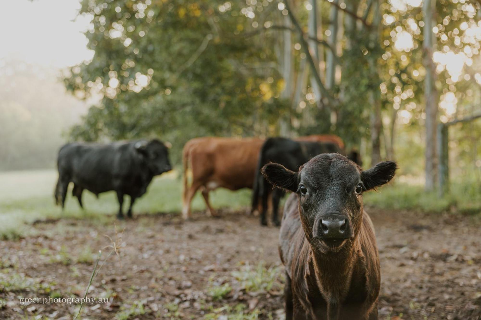 Blackwattle Farm Бірва Екстер'єр фото