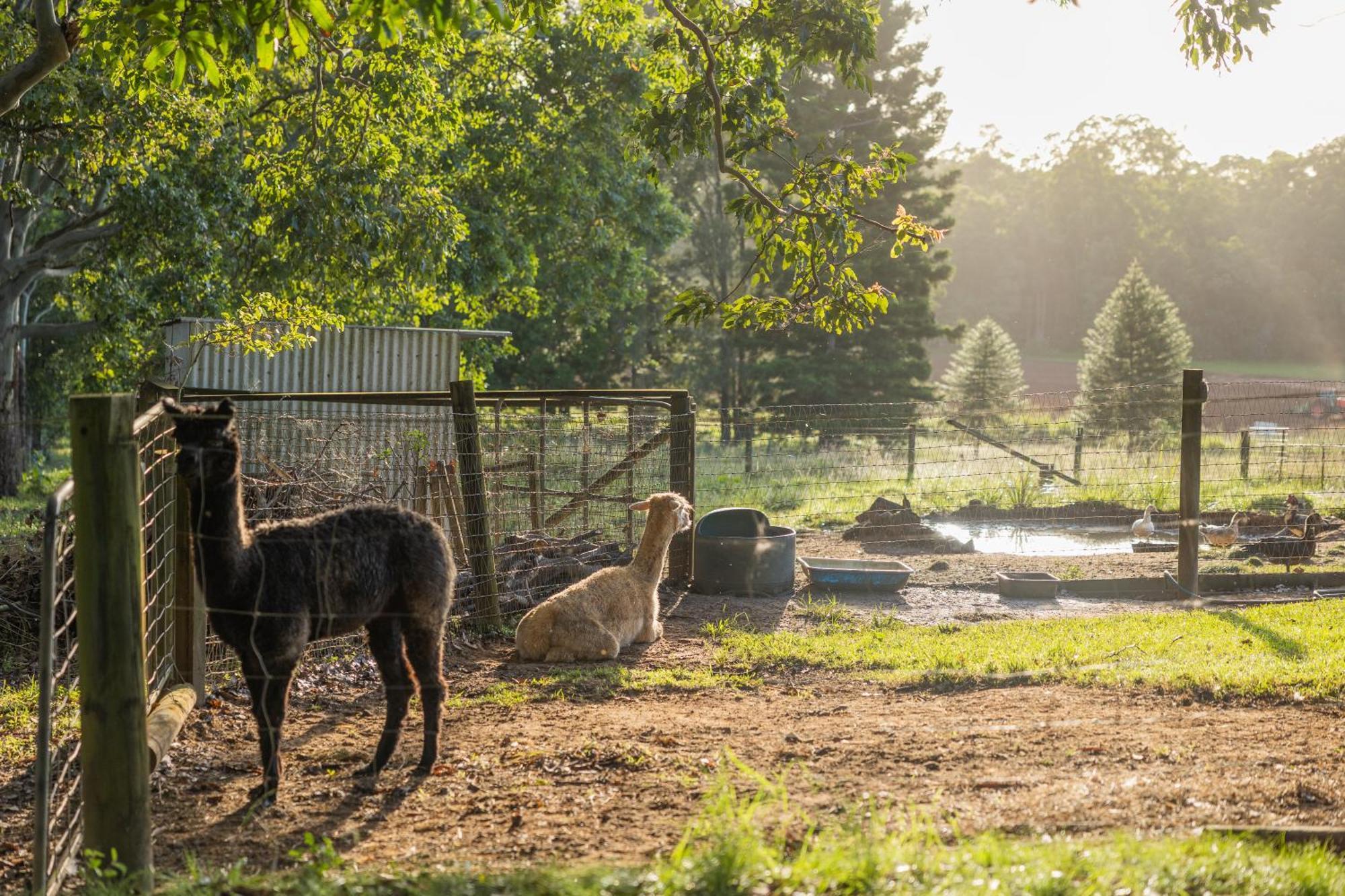 Blackwattle Farm Бірва Екстер'єр фото